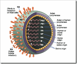 swine-flu