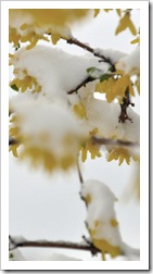 snow_0097xs